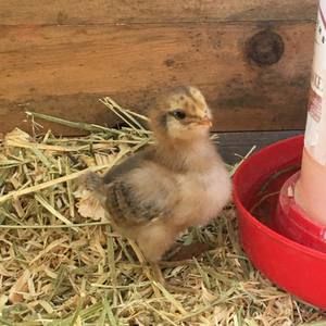 Meet your Posher, Trevor